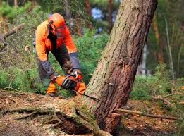 Best Tree Preservation Services  in Paloma Creek South, TX