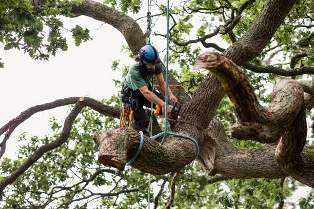 Mulching Services in Paloma Creek South, TX