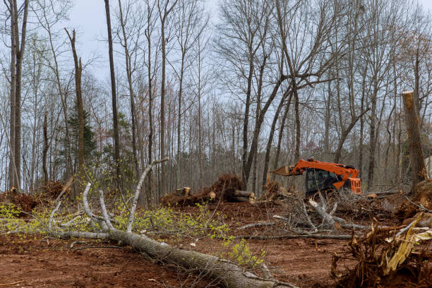 Trusted Paloma Creek South, TX Tree Removal Services Experts