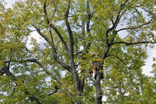 Best Storm Damage Tree Cleanup  in Paloma Creek South, TX